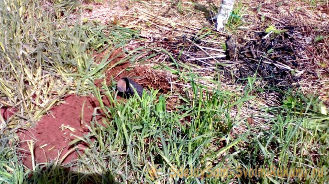 Приспособление для полива и подкормки яблони