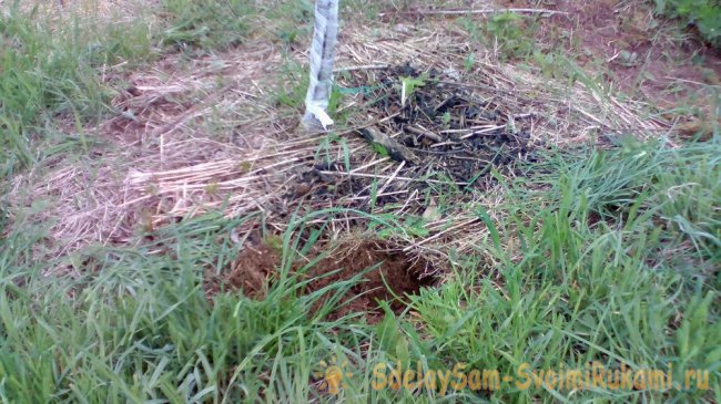 Приспособление для полива и подкормки яблони