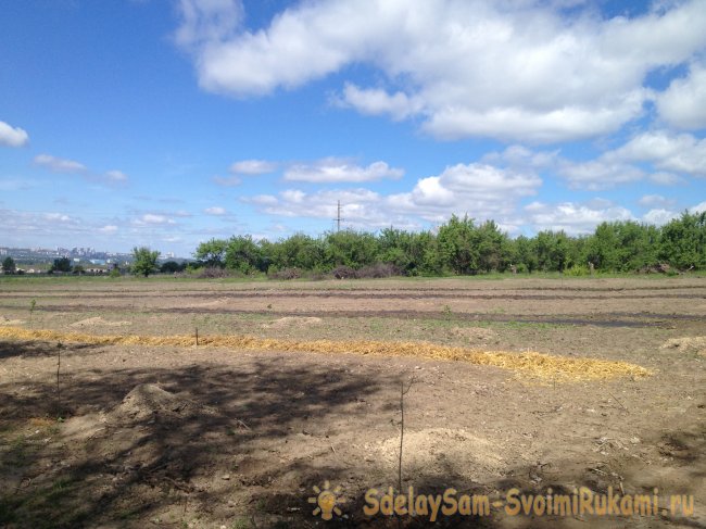 Создание сада с системой полива