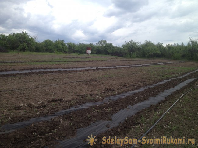 Создание сада с системой полива