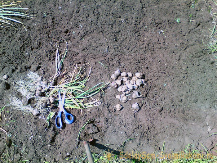 Как убрать чеснок на зимнее хранение без лишней мороки