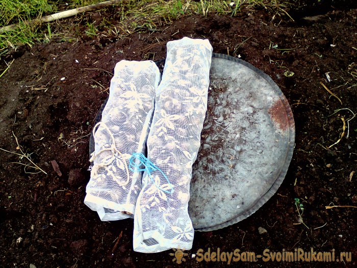 Как убрать чеснок на зимнее хранение без лишней мороки