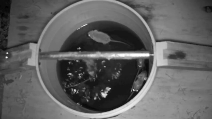 11 мышей за ночь Лучшая мышеловка своими руками