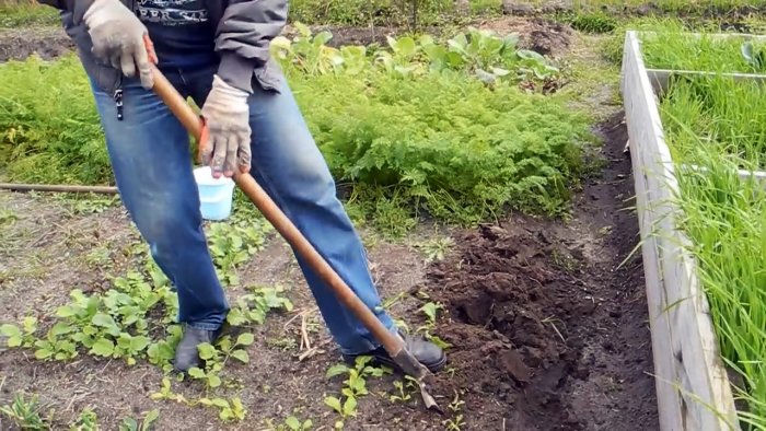 Выводим медведку с участка стопроцентным бесплатным способом