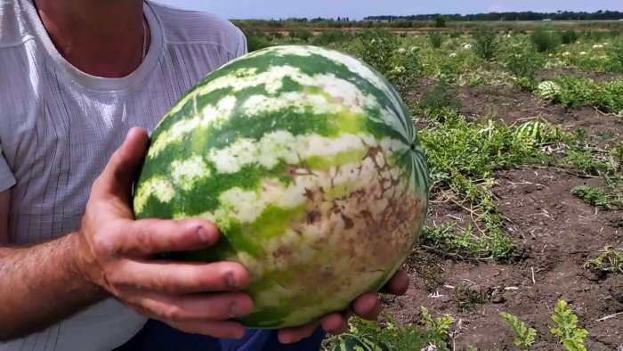 Как 100% выбрать идеальный арбуз совет агронома знающего свое дело