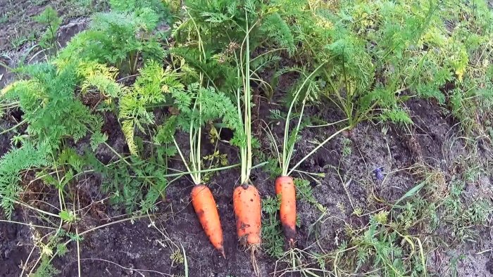 Проверенный годами надежный способ хранения моркови и свеклы